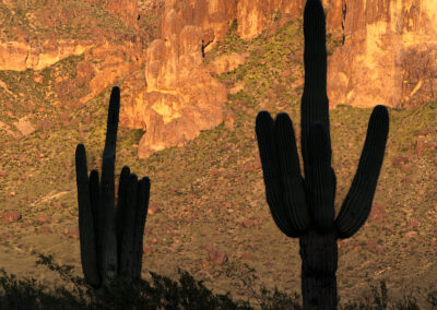 Two giant Saguaros shaded from a passing storm behind the frame while the Superstition Mountains shine brightly in the background.