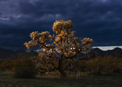 Beautiful Cholla cats catches the last rays of daylight