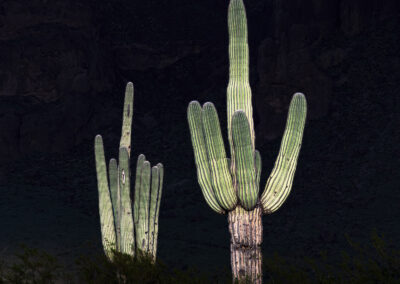 Two giant Saguaros beaming in the low angled light of the setting sun against the dark Superstition Mountains in the shadow of clouds