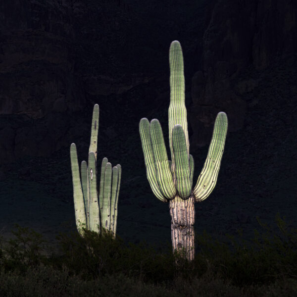 Two giant Saguaros beaming in the low angled light of the setting sun against the dark Superstition Mountains in the shadow of clouds