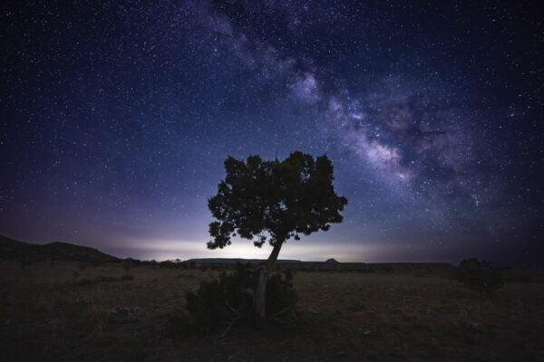 Dark Juniper Under the Milky Way