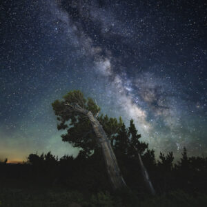 Bristlecone pines and Milky Way