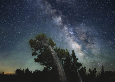 Bristlecone pines and Milky Way