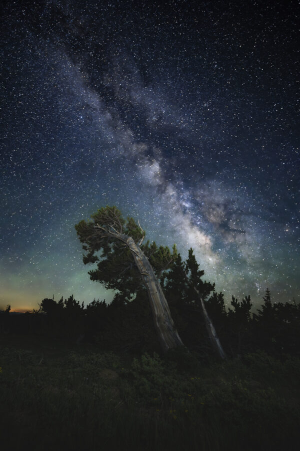 Bristlecone pines and Milky Way