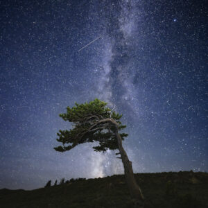 Twisted Rocky Mountain Bristlecone under a clear Colorado dark sky Milky Way