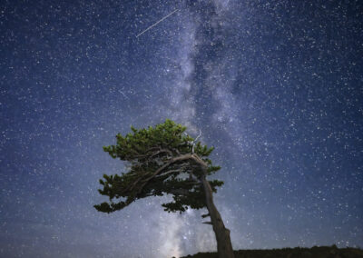 Twisted Rocky Mountain Bristlecone under a clear Colorado dark sky Milky Way