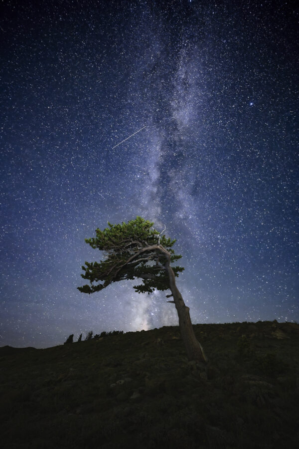 Twisted Rocky Mountain Bristlecone under a clear Colorado dark sky Milky Way