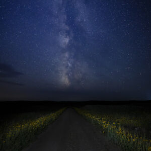 A dark Nebraska road lined with sunflowers in the heart of the Sandhills