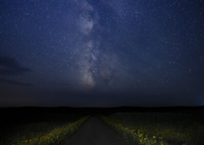 A dark Nebraska road lined with sunflowers in the heart of the Sandhills