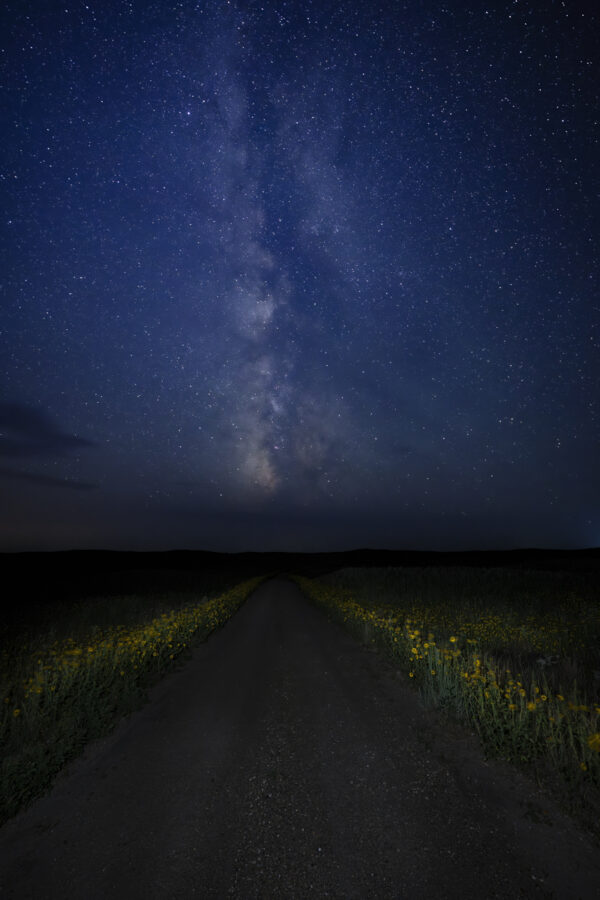 A dark Nebraska road lined with sunflowers in the heart of the Sandhills