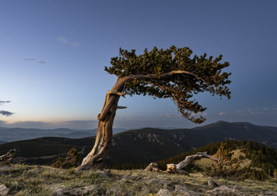 Twisted wind swept Bristlecone Pone at the top of a mountain in Colorado at Blue Hour