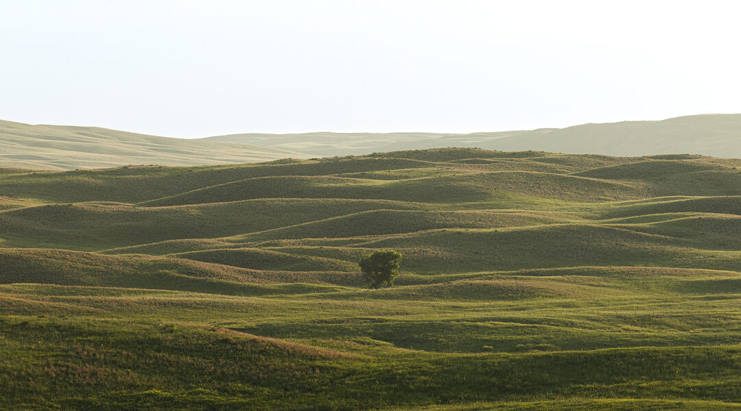 A lone tree in the middle of the Nebraska Sandhills