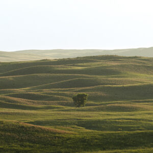 A lone tree in the middle of the Nebraska Sandhills