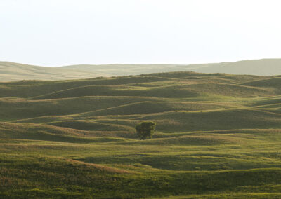 A lone tree in the middle of the Nebraska Sandhills