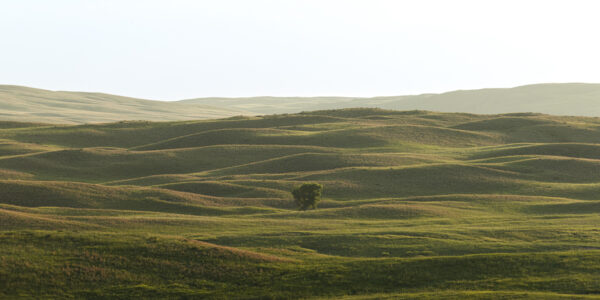 A lone tree in the middle of the Nebraska Sandhills