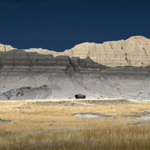 Solitary Bison roaming through the badlands at Badlands NP at sunset