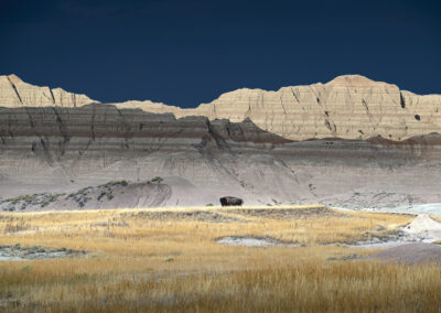 Solitary Bison roaming through the badlands at Badlands NP at sunset