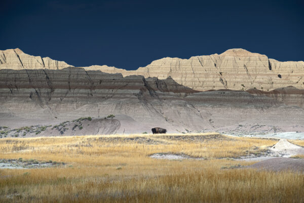 Solitary Bison roaming through the badlands at Badlands NP at sunset