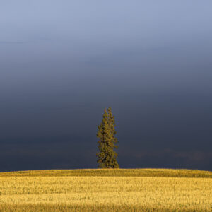 Lone pine in the middle of a corn field in Iowa