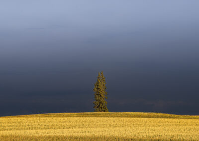 Lone pine in the middle of a corn field in Iowa