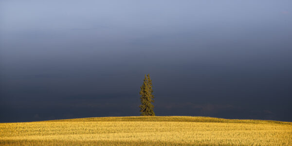 Lone pine in the middle of a corn field in Iowa