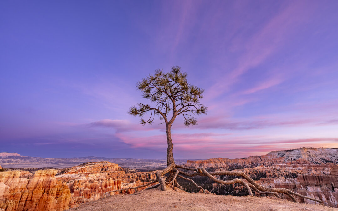 Desert Woodlands