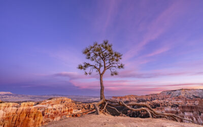 Desert Woodlands