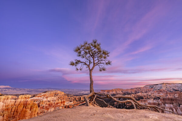 Exposed Roots - New Year's Day