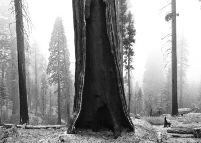 Big Burned Out Sequoia & Winter Storm
