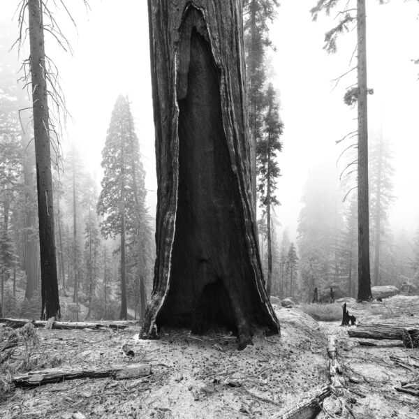 Big Burned Out Sequoia & Winter Storm