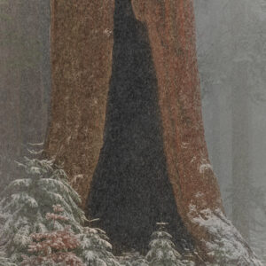 The Giant Tree - Winter