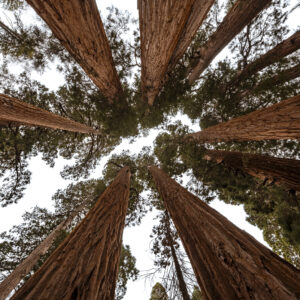 The Giant Forest - Looking Up