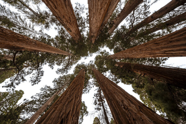 The Giant Forest - Looking Up