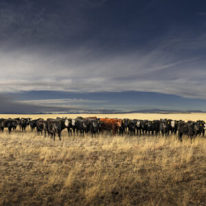 The Red Heifer