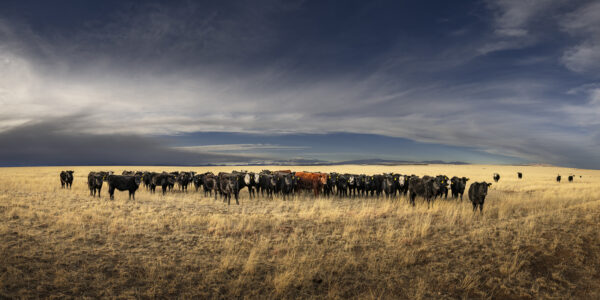 The Red Heifer