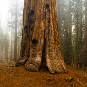 Big Old Tree & Snow Squal