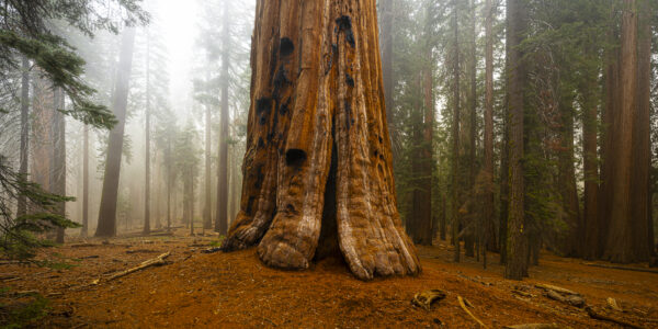 Big Old Tree & Snow Squal