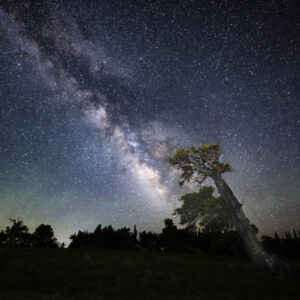 Big Leaning Bristlecone & Milky Way