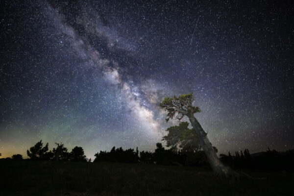 Big Leaning Bristlecone & Milky Way