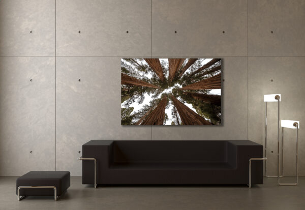 The Giant Forest - Looking Up - Image 3