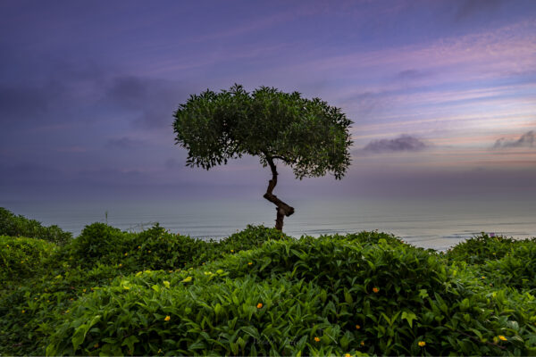 Tree by the Sea - Peru