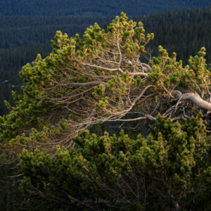 Golden Light Bristlecone - Windy Ridge