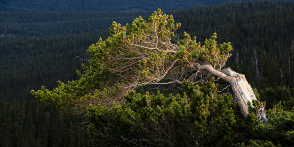 Golden Light Bristlecone - Windy Ridge