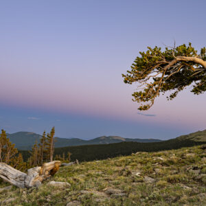 Arched Bristlecone - Blue Hour II