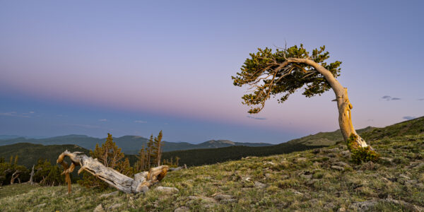 Arched Bristlecone - Blue Hour II