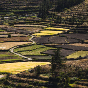 Terraces of Colca Canyon