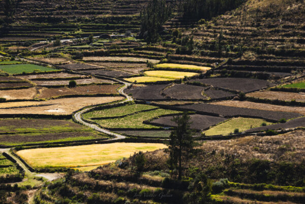 Terraces of Colca Canyon