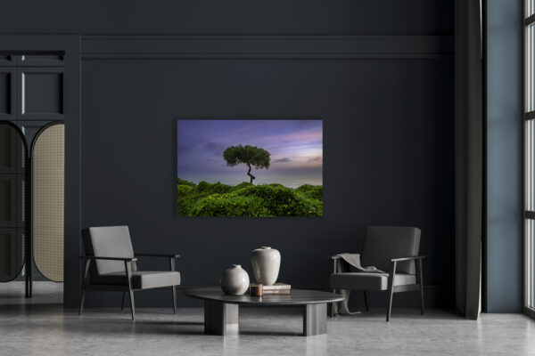 Tree by the Sea - Peru - Image 3