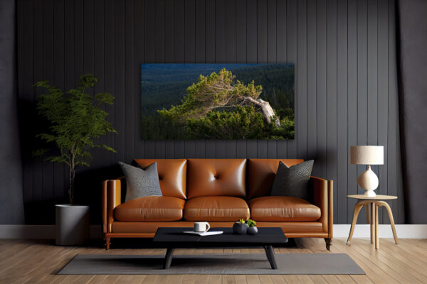 Golden Light Bristlecone - Windy Ridge - Image 2