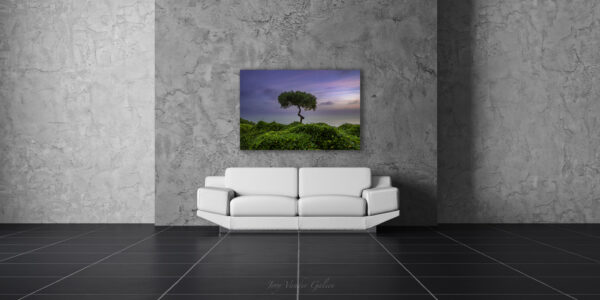 Tree by the Sea - Peru - Image 2